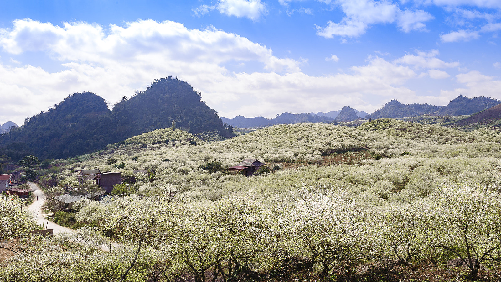 Nikon D3 sample photo. White plum flowers bloom photography