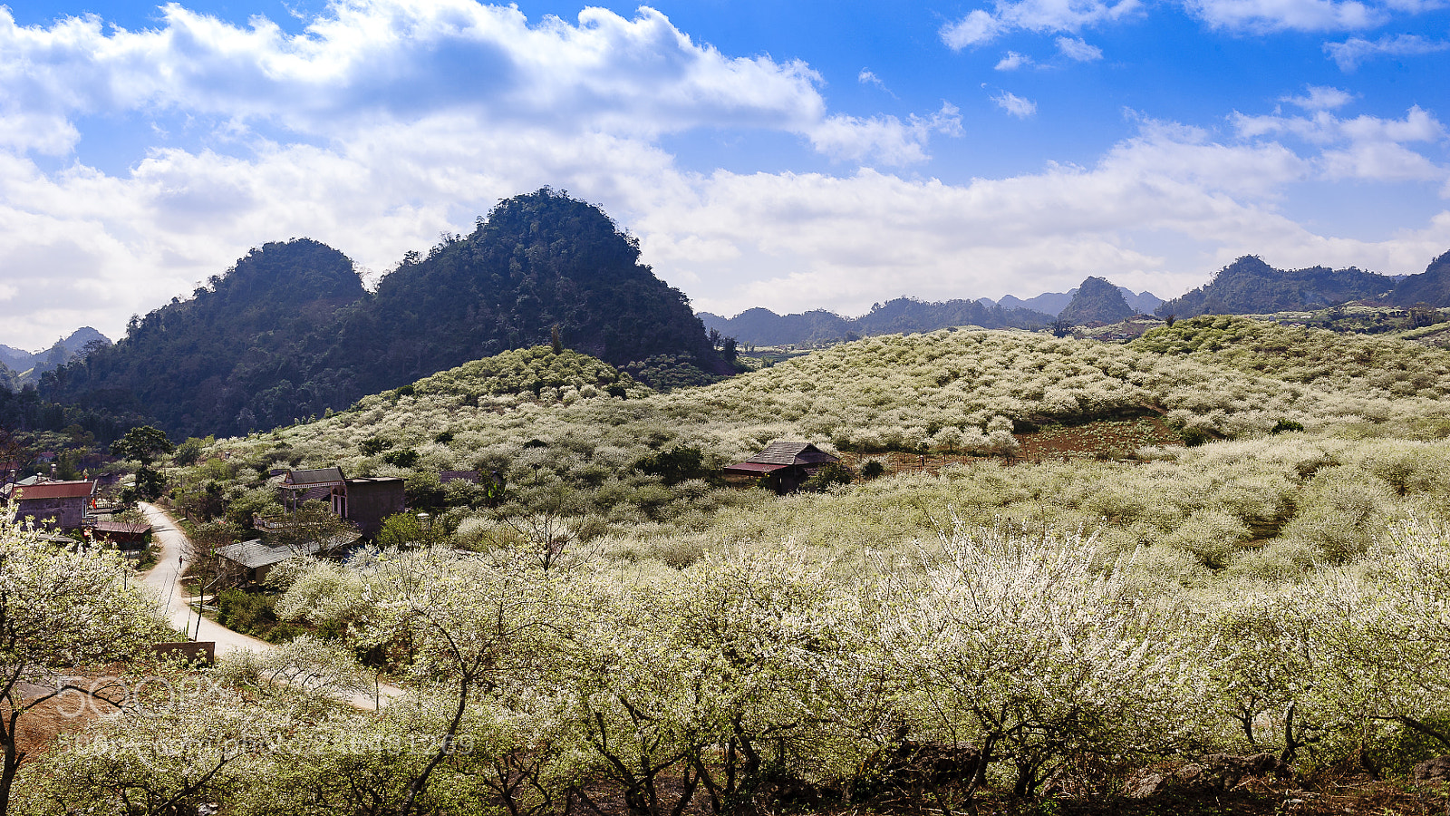 Nikon D3 sample photo. White plum flowers bloom photography