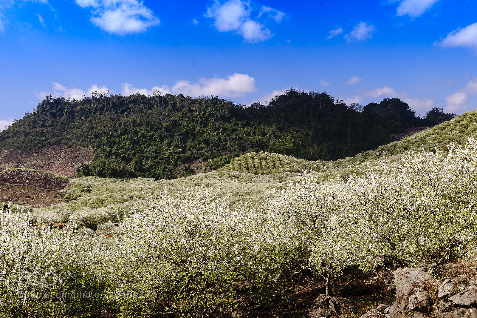 Nikon D3 sample photo. White plum flowers bloom photography