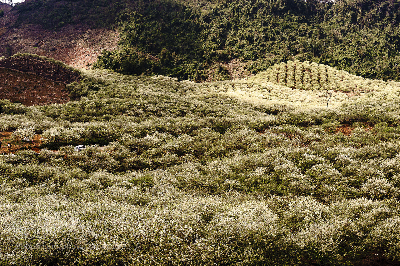 Nikon D3 sample photo. White plum flowers bloom photography