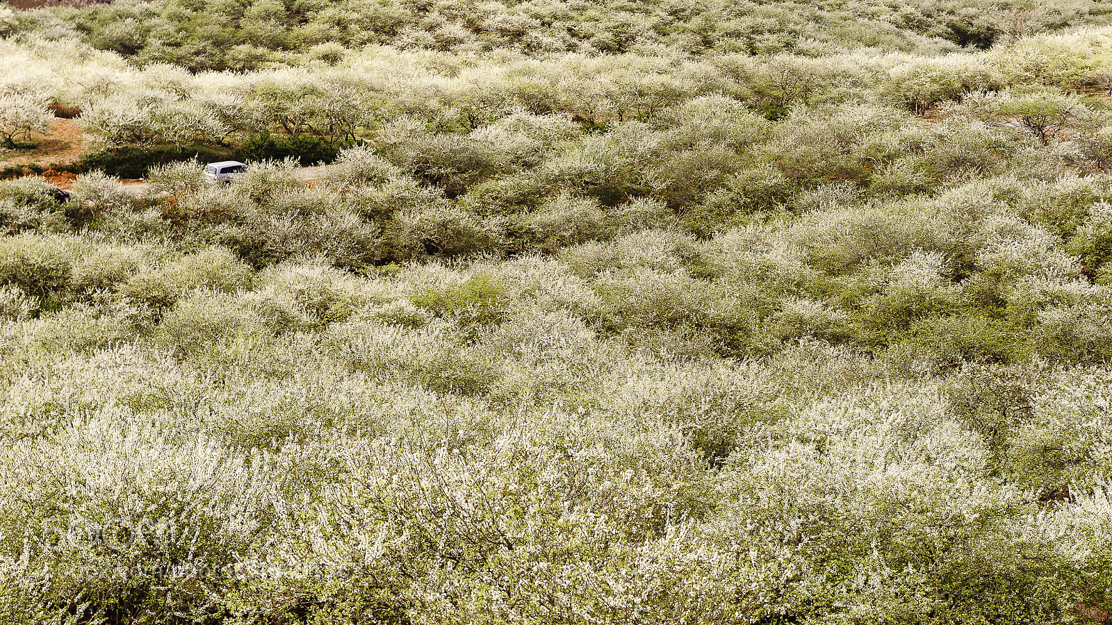 Nikon D3 sample photo. White plum flowers bloom photography