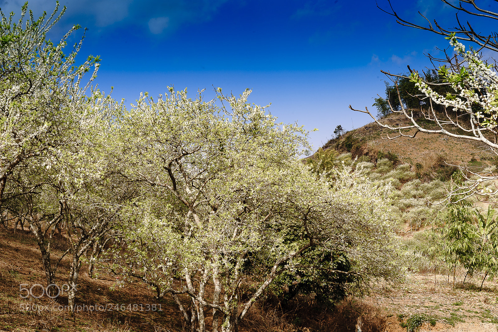 Nikon D3 sample photo. White plum flowers bloom photography