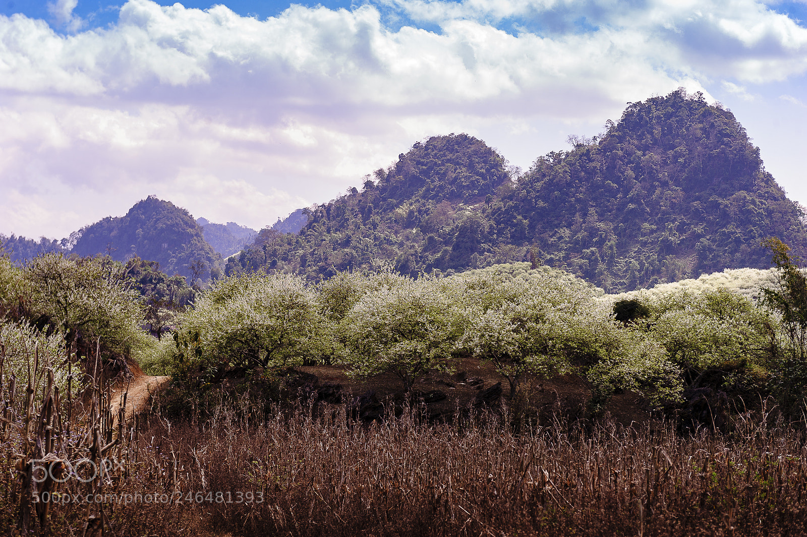 Nikon D3 sample photo. White plum flowers bloom photography