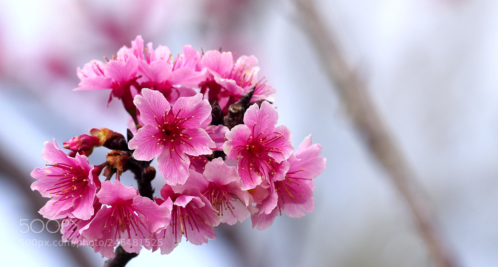 Olympus OM-D E-M1 Mark II sample photo. Joyful blossoms photography