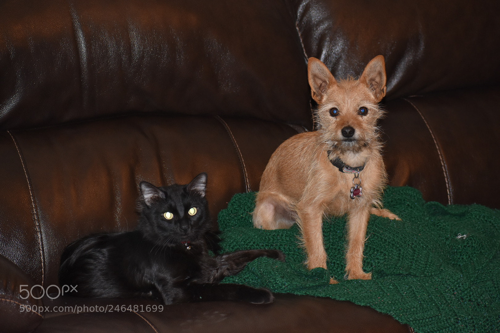 Nikon D3400 sample photo. Who s paw prints photography