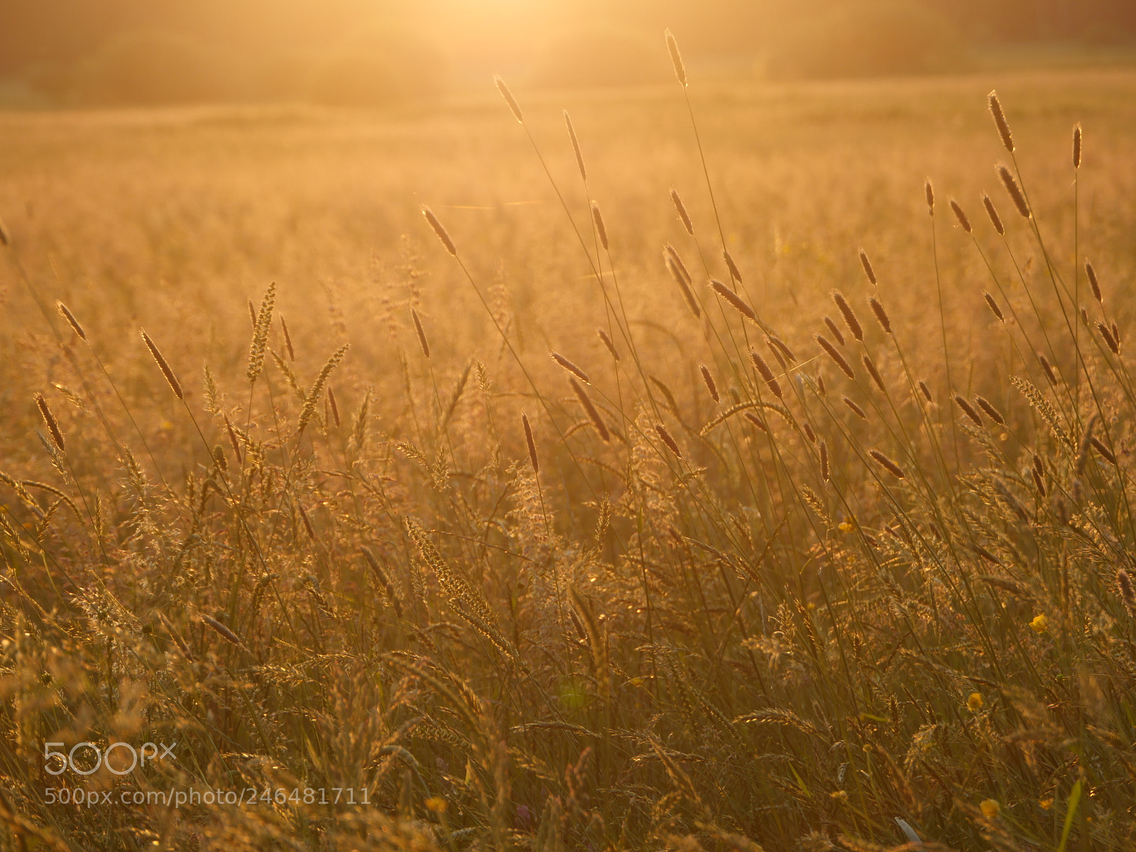 Panasonic Lumix DMC-GH4 sample photo. Whispering reed silhouette at photography