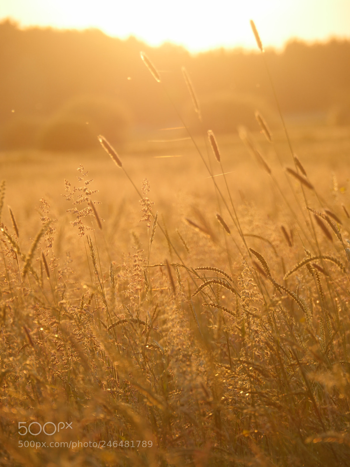 Panasonic Lumix DMC-GH4 sample photo. Whispering reed silhouette at photography