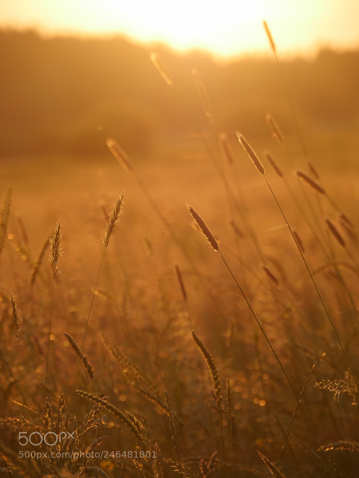 Panasonic Lumix DMC-GH4 sample photo. Whispering reed silhouette at photography