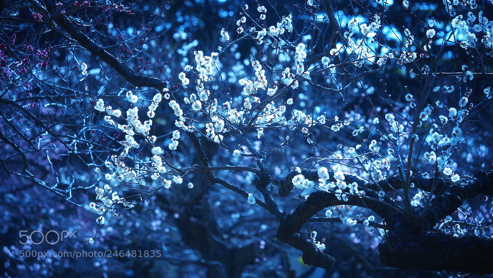 Olympus PEN E-PL7 sample photo. Japanese plum photography