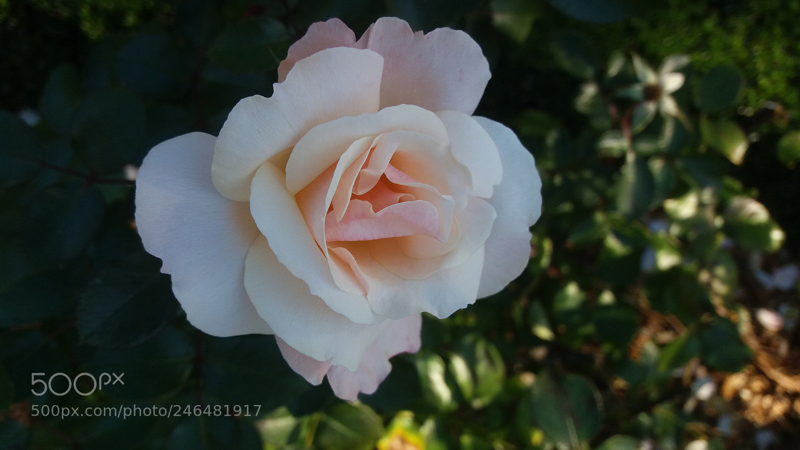 Samsung Galaxy J5 sample photo. Pastels photography