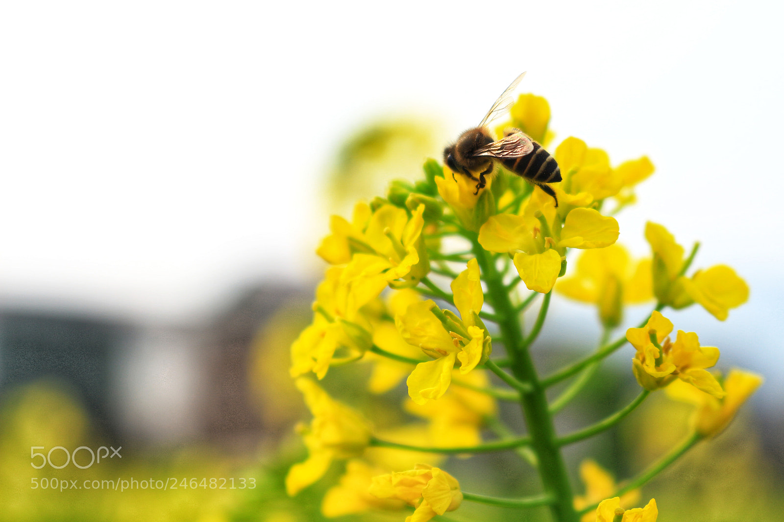 Canon EOS 700D (EOS Rebel T5i / EOS Kiss X7i) sample photo. Spring is coming photography