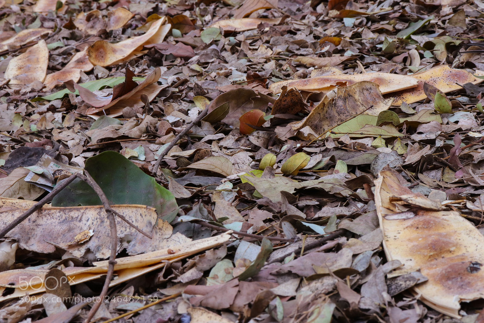 Canon EOS 200D (EOS Rebel SL2 / EOS Kiss X9) sample photo. Fallen leaves photography