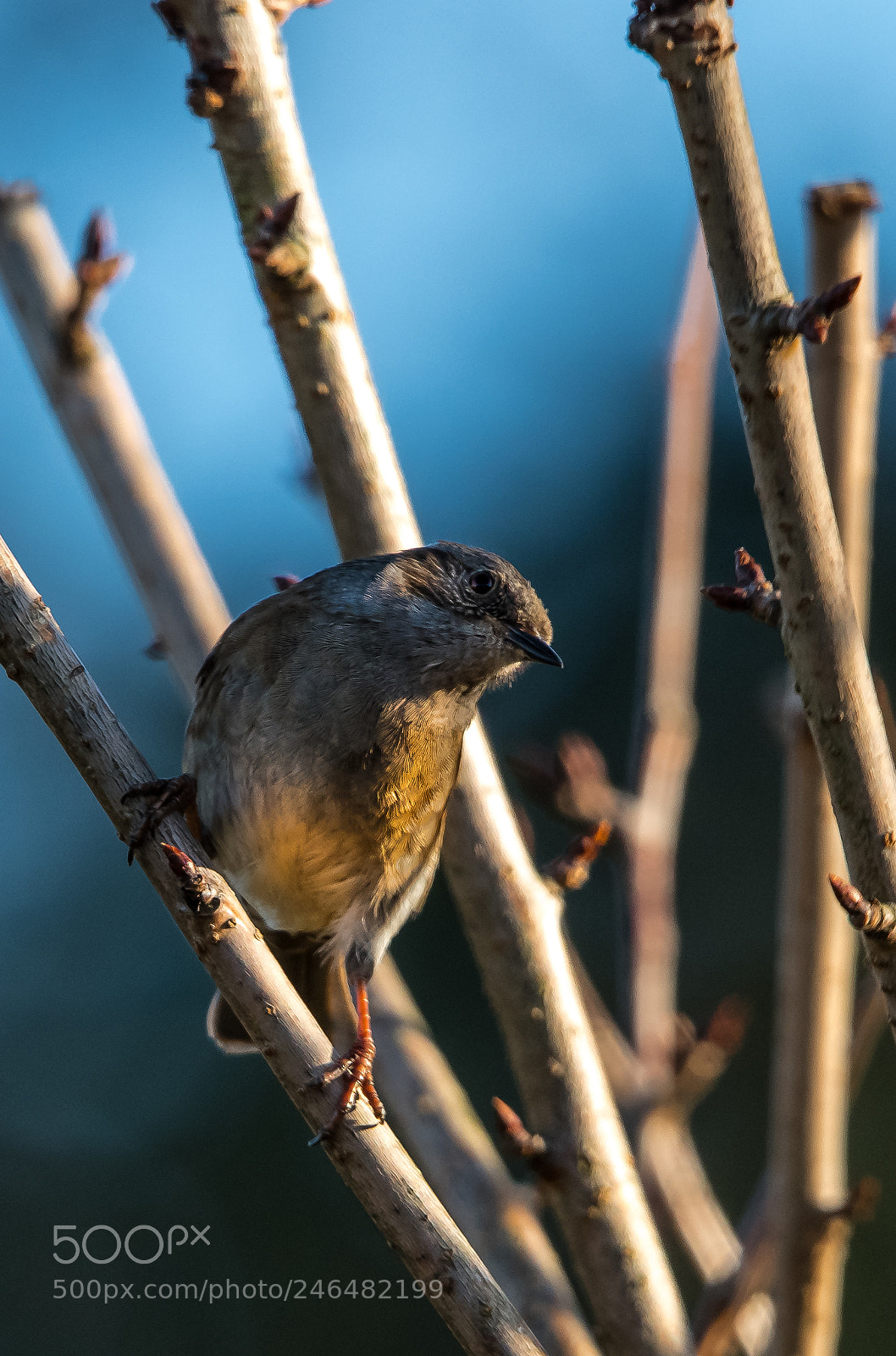 Nikon D850 sample photo. Dunnock in the shadows photography
