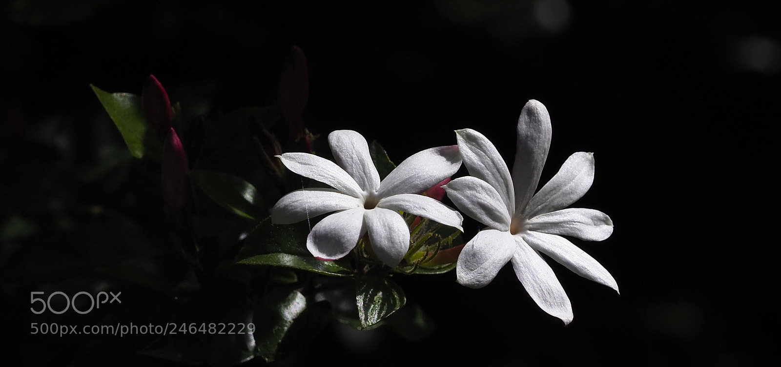 Olympus OM-D E-M1 Mark II sample photo. White stars photography