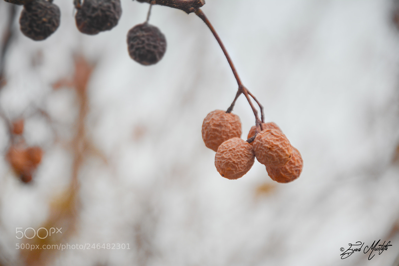 Nikon D7100 sample photo. A tree branch photography