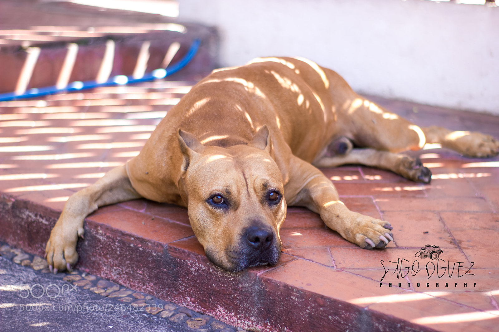 Canon EOS 550D (EOS Rebel T2i / EOS Kiss X4) sample photo. Pitbull dohko photography
