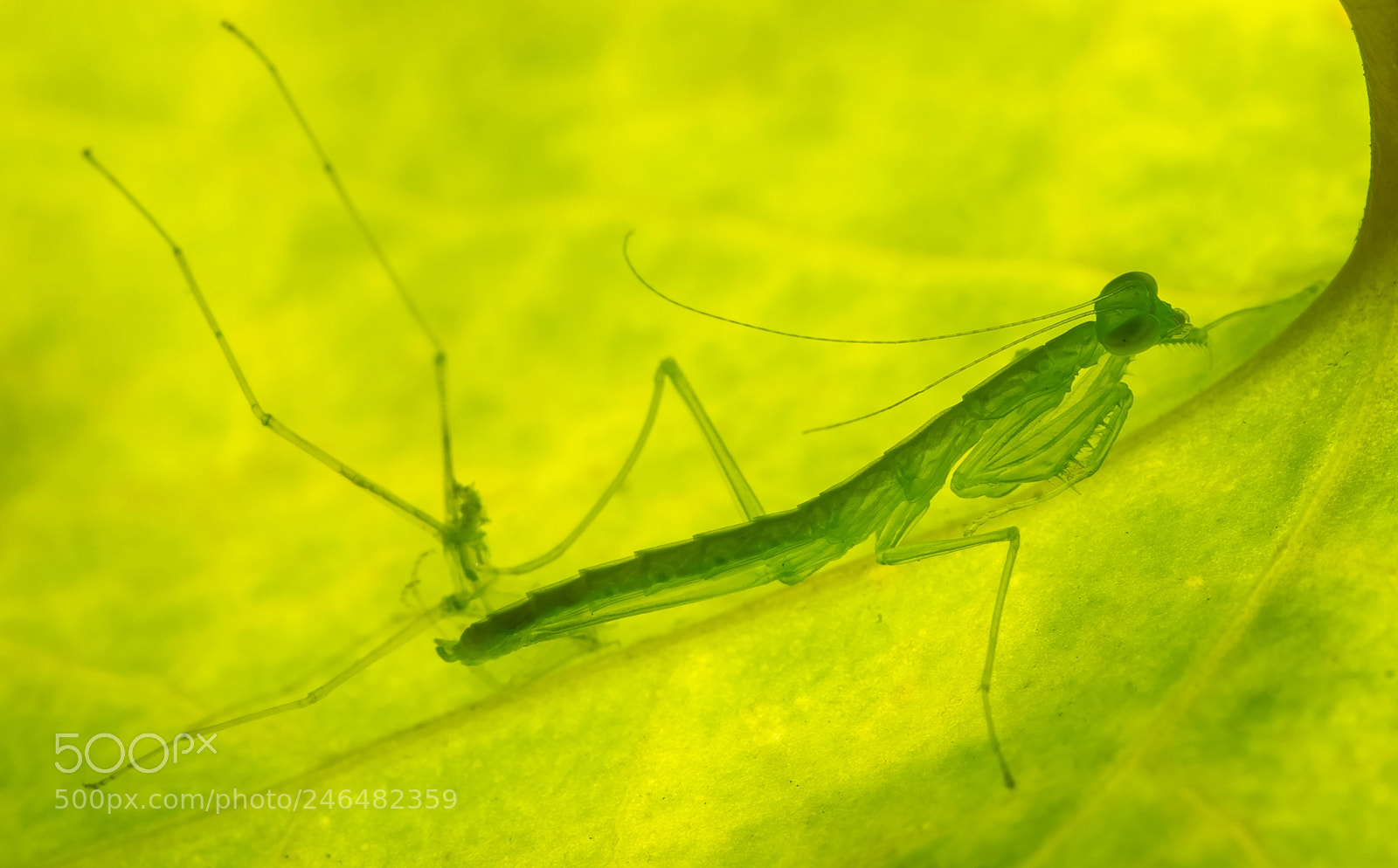 Pentax K-1 sample photo. Super green! photography