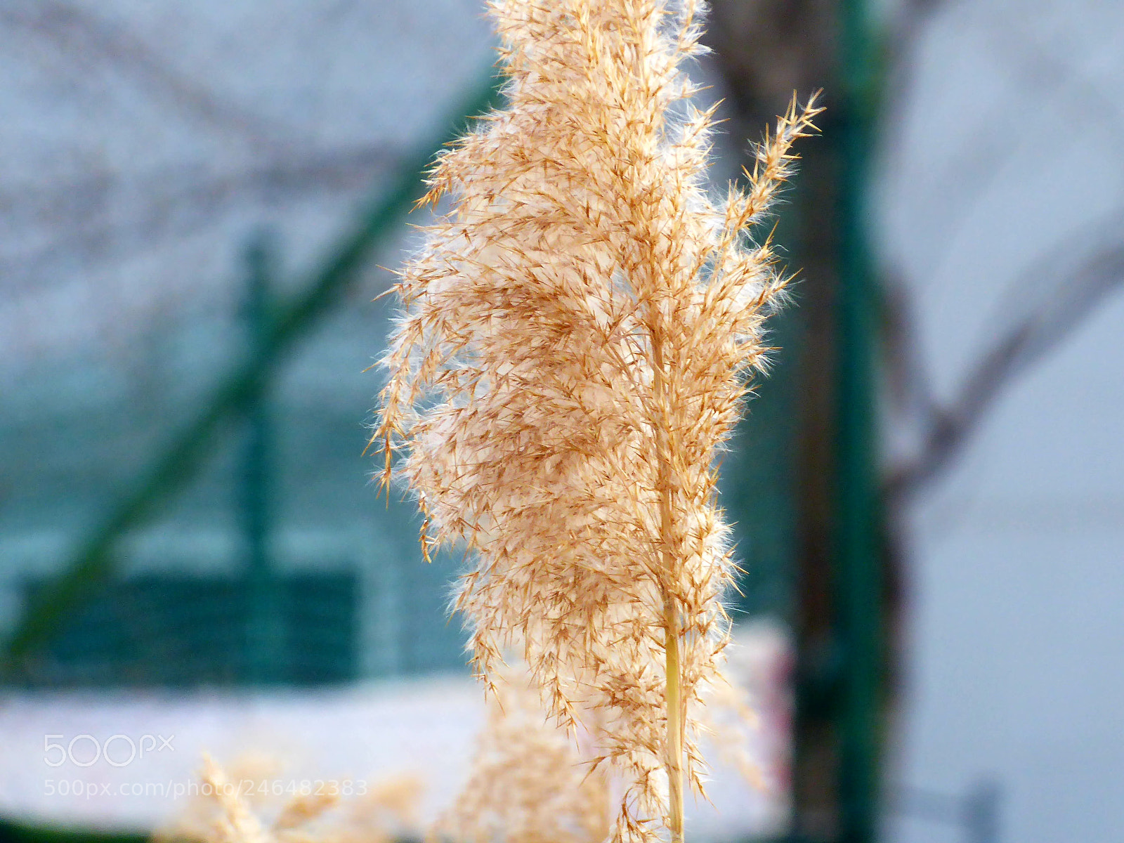 Panasonic DMC-TZ71 sample photo. Winter_mood photography