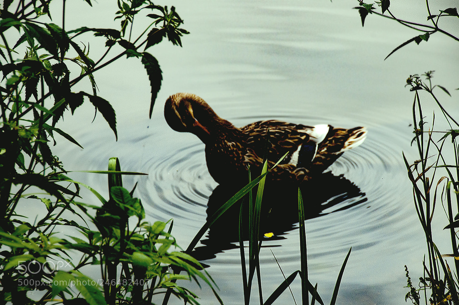 Nikon D300 sample photo. Coqueteria photography