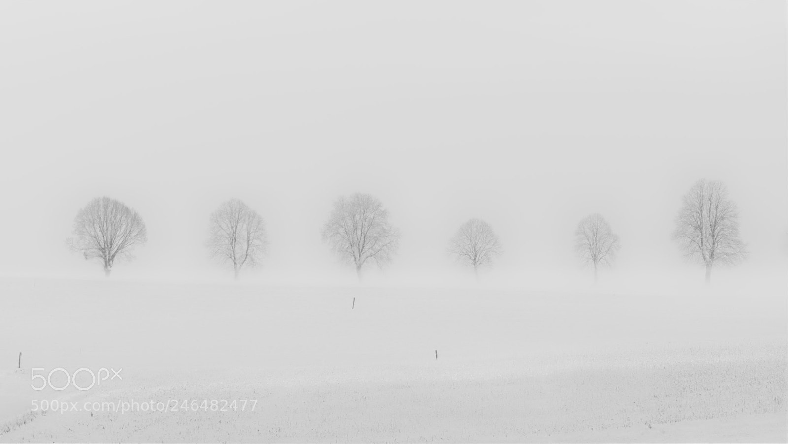 Panasonic Lumix DMC-FZ1000 sample photo. Misty morning bw photography