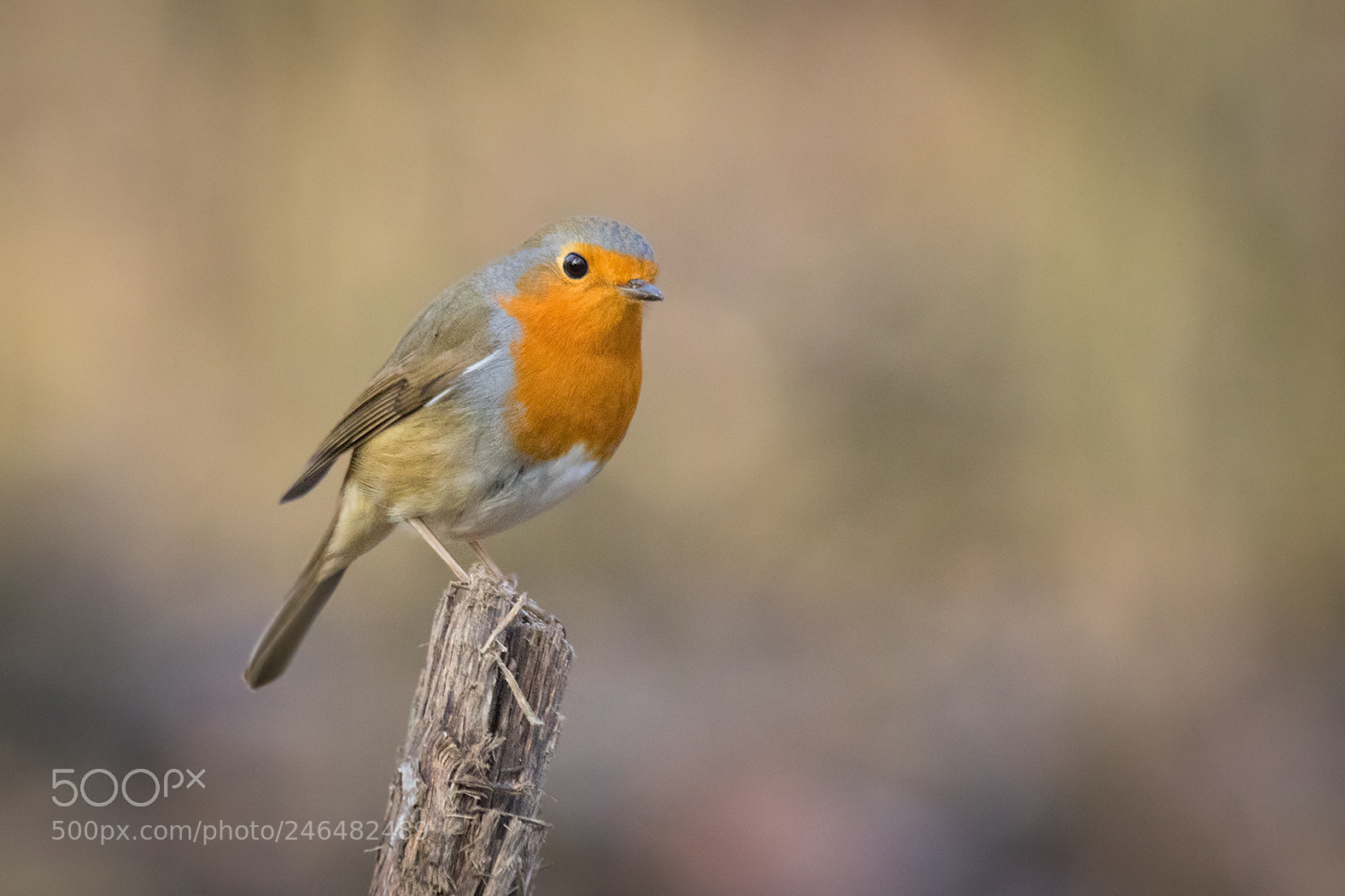 Canon EOS 7D Mark II sample photo. Robin photography