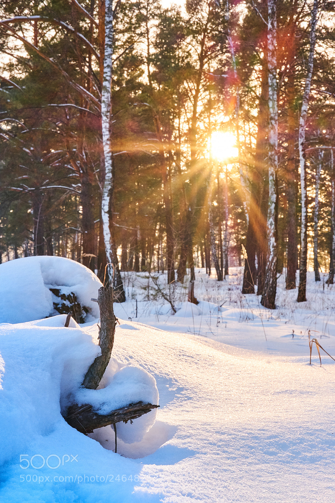 Fujifilm X-T20 sample photo. Sundown in the forrest photography