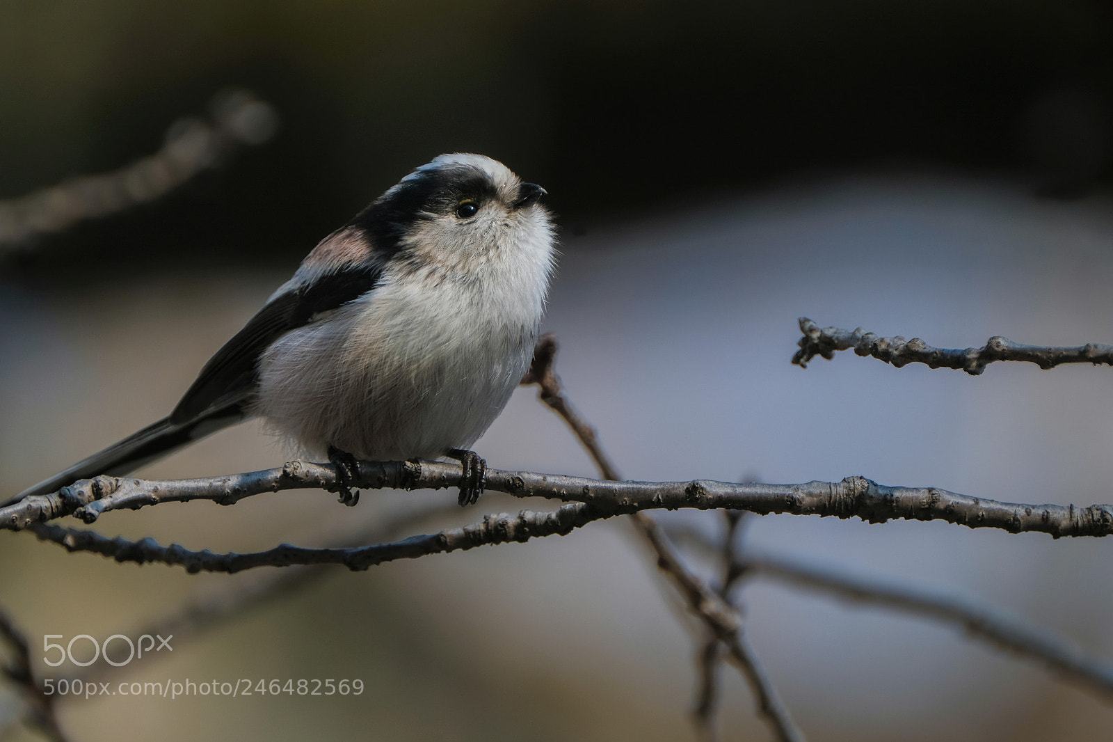 Fujifilm X-T2 sample photo. Portrait of a long-tailed photography