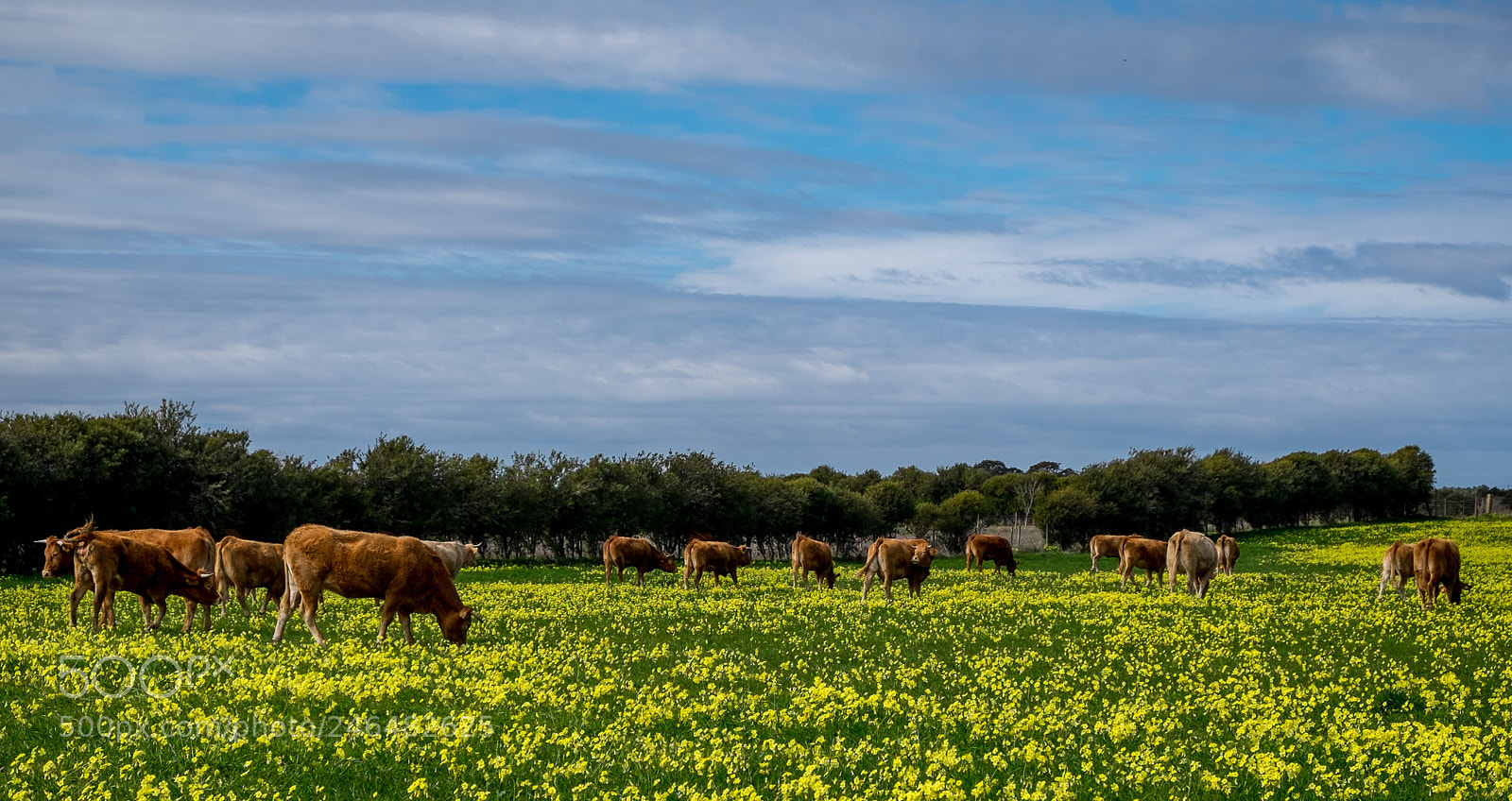 Fujifilm X-T1 sample photo. Bucolic landscape photography