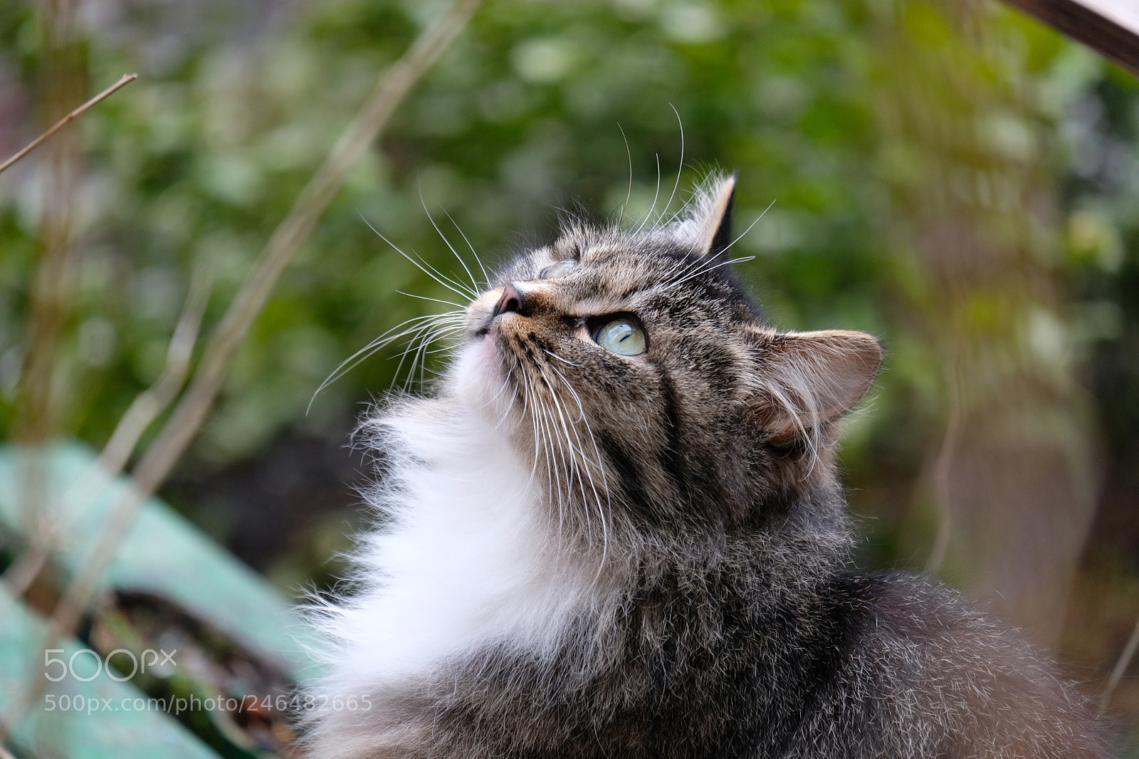 Fujifilm X-T20 sample photo. Very close look photography