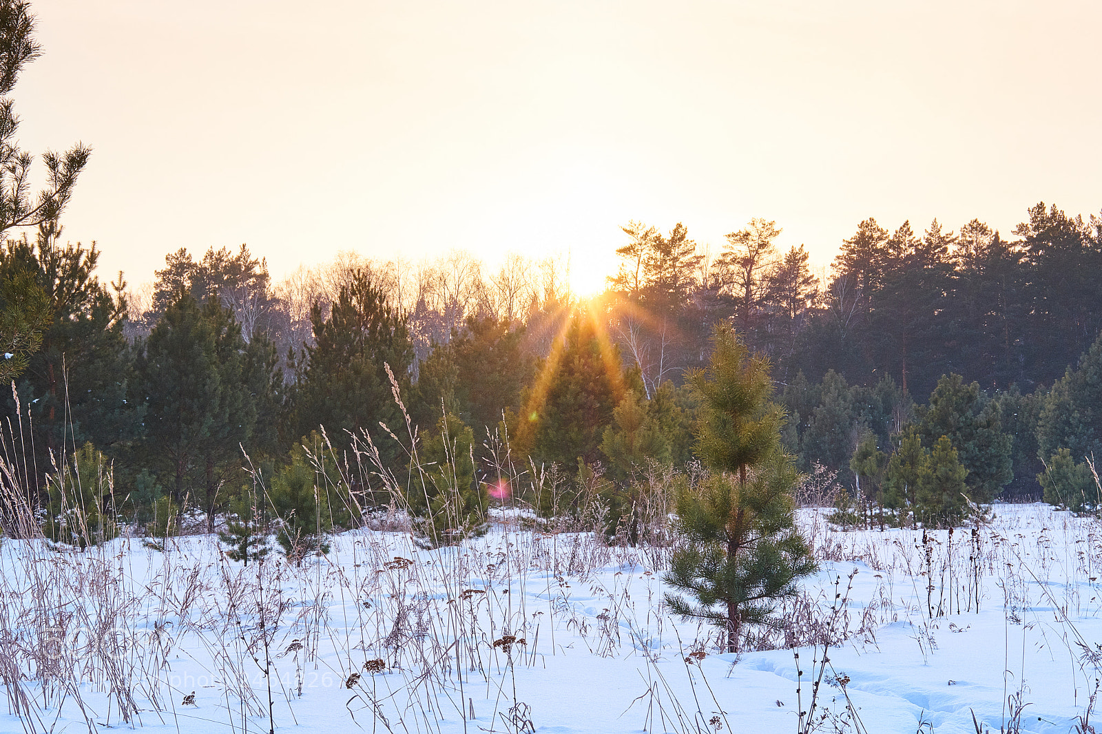 Fujifilm X-T20 sample photo. Sundown in the forrest_1 photography