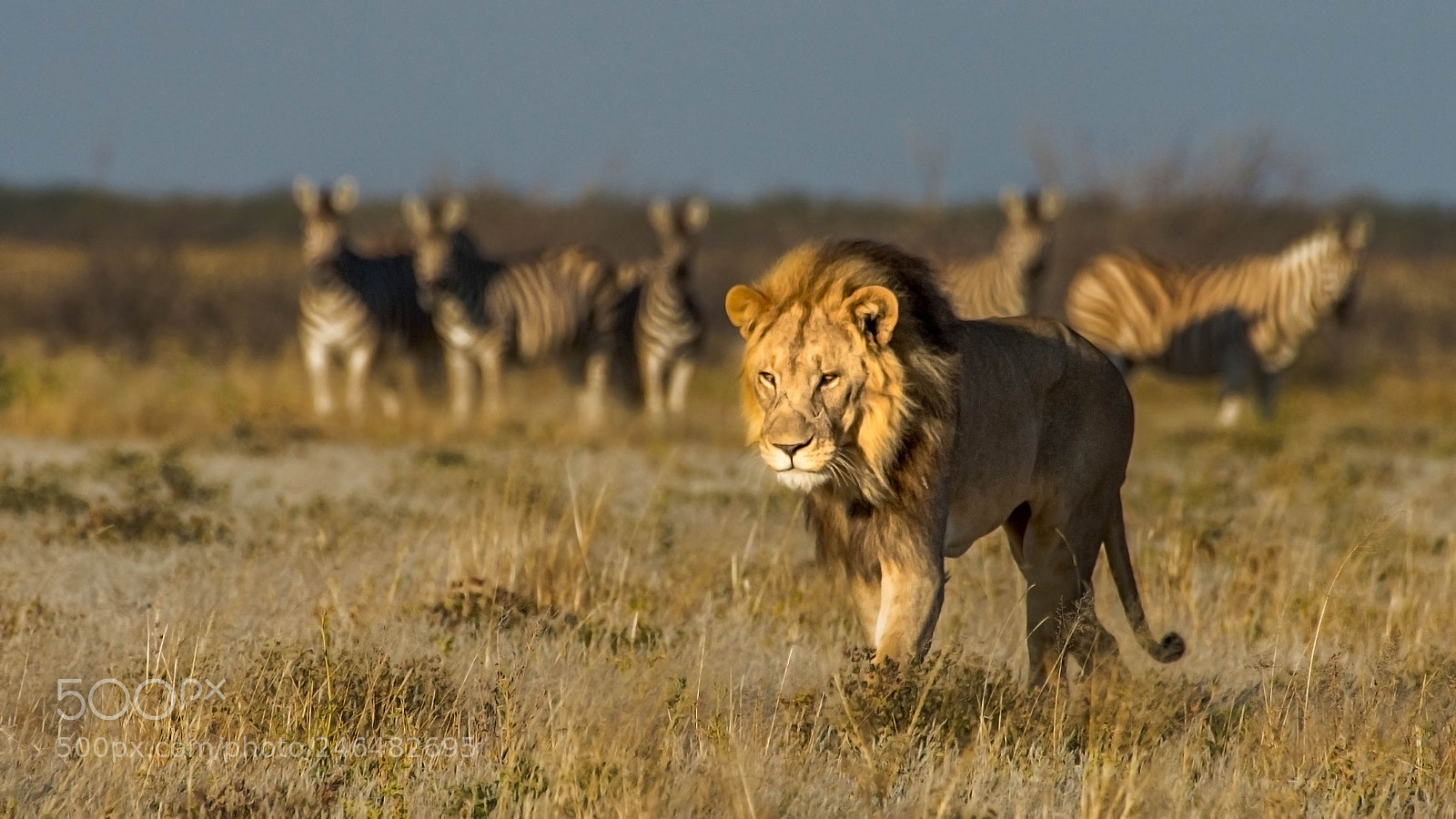Pentax K-5 II sample photo. Lion with zebras in photography