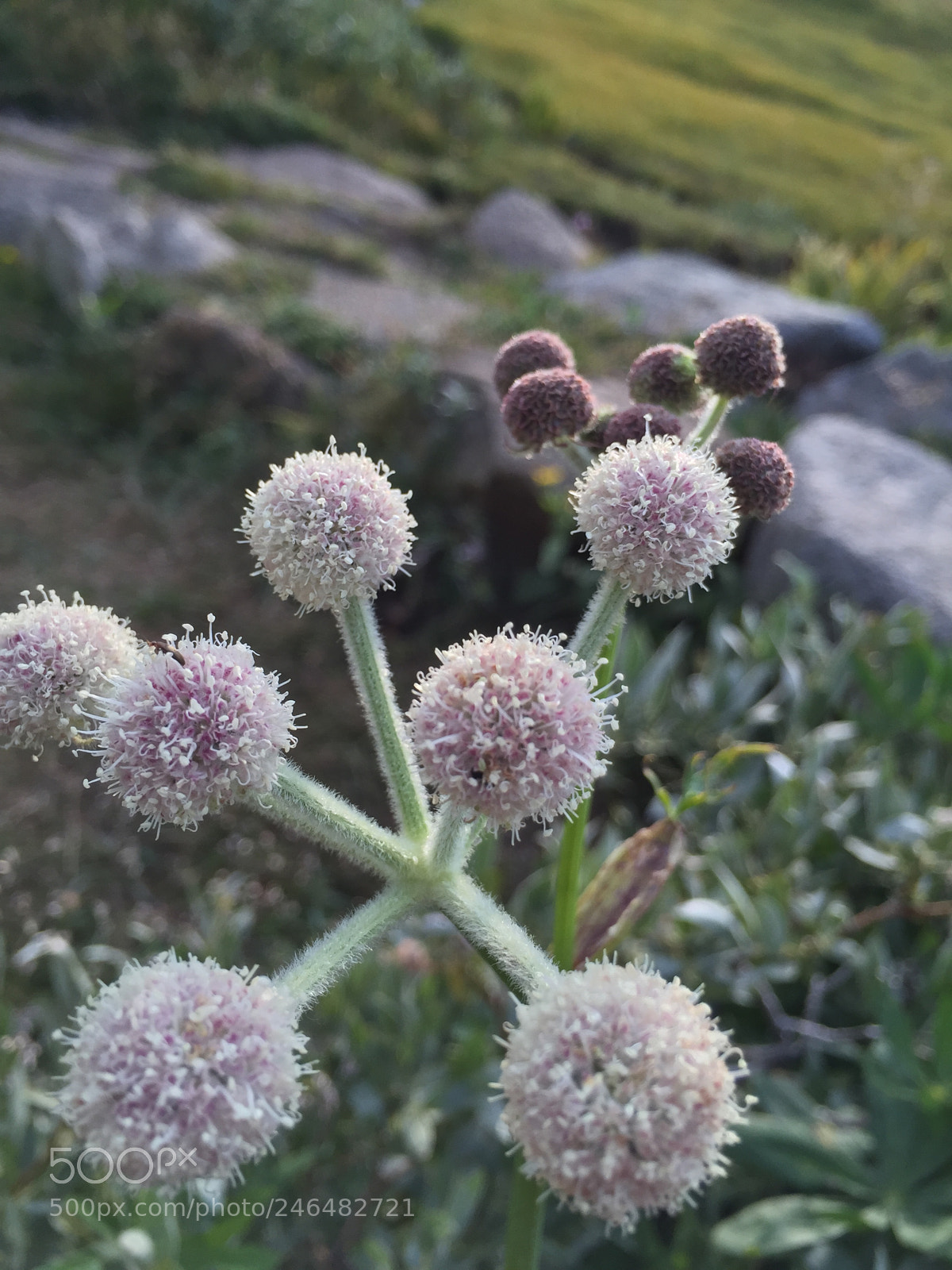Apple iPhone 6 sample photo. Untitled photography