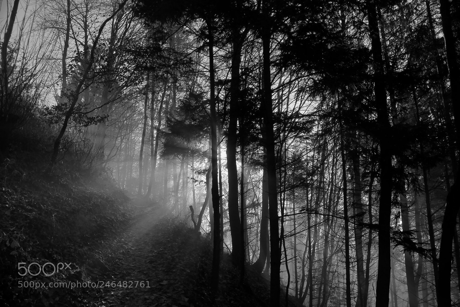 Canon EOS 600D (Rebel EOS T3i / EOS Kiss X5) sample photo. Autumn in the forrest photography