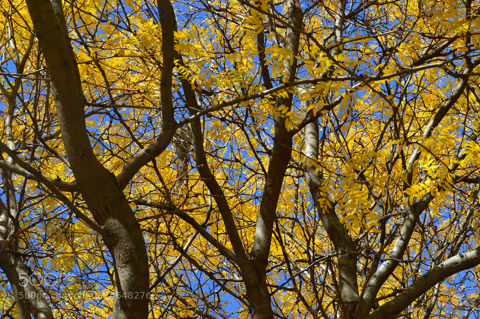 Nikon D3200 sample photo. Fall in the hood. photography