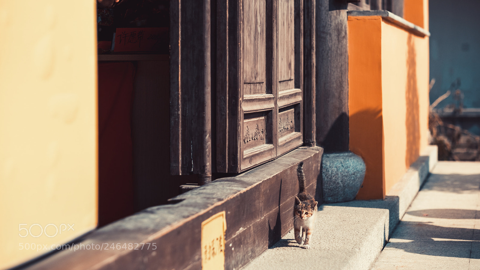 Fujifilm X-T2 sample photo. Little cat in a photography