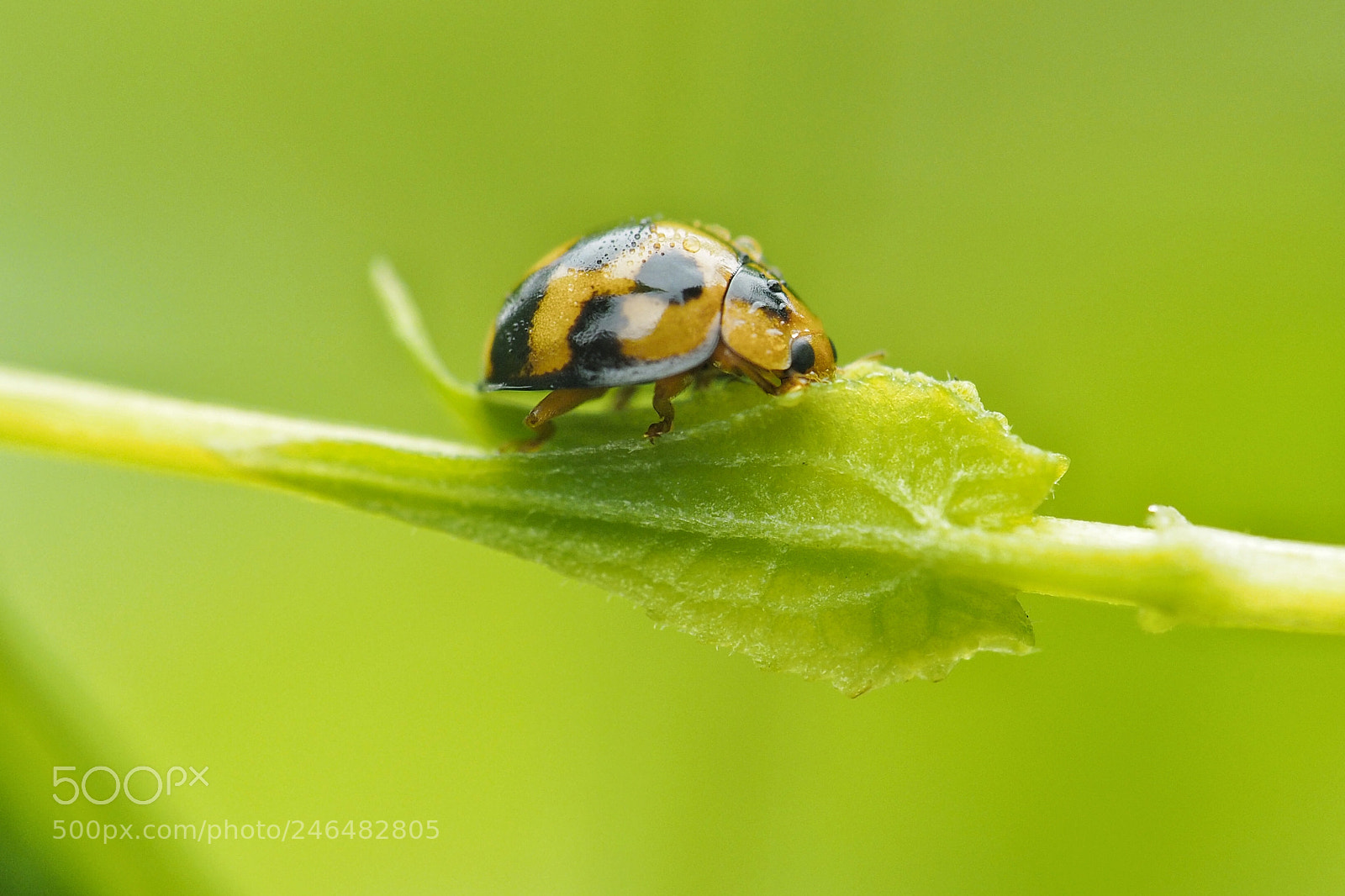 Olympus OM-D E-M1 sample photo. Ladybug were having lunch photography