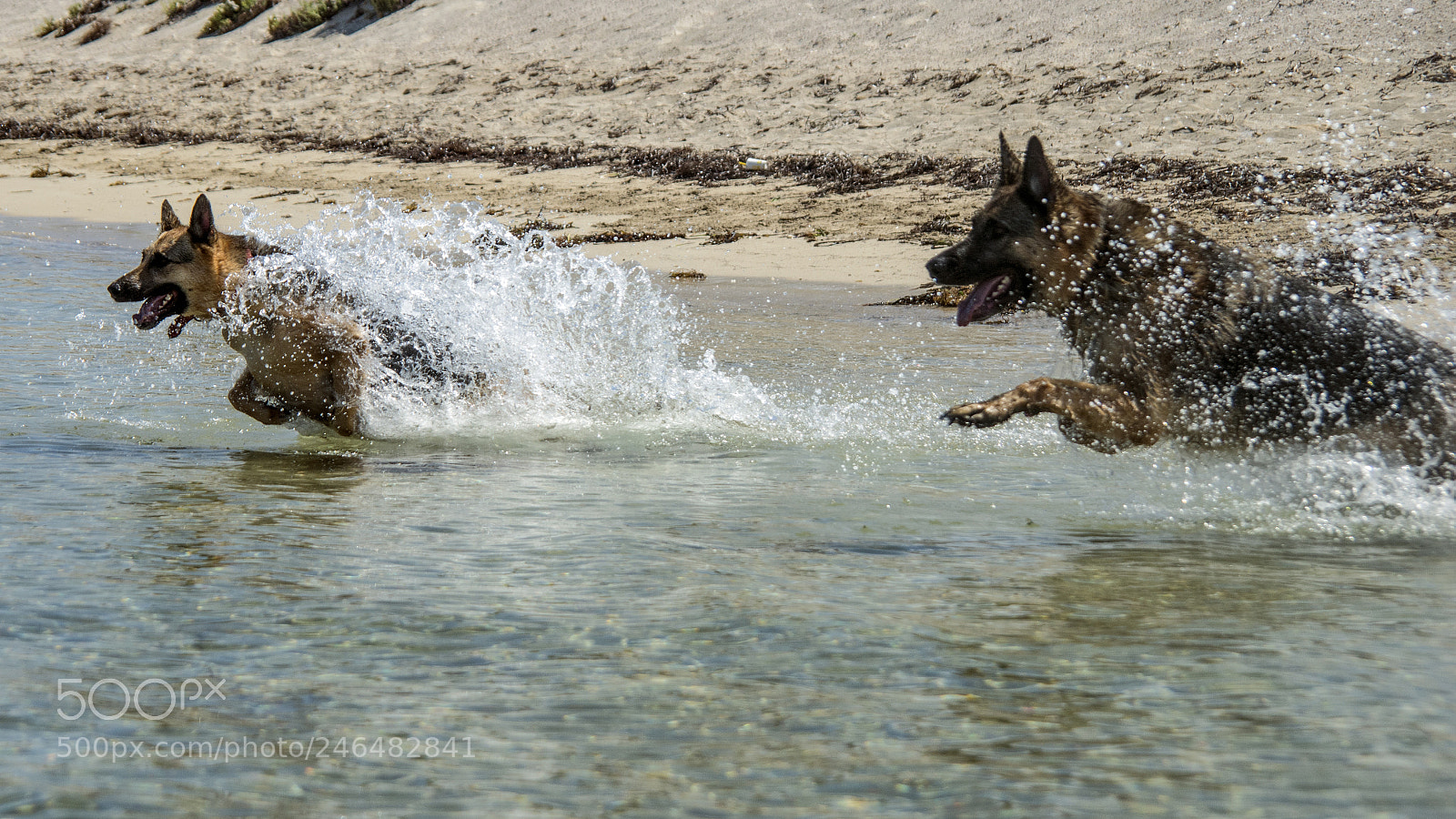 Nikon D610 sample photo. Dogs playtime photography
