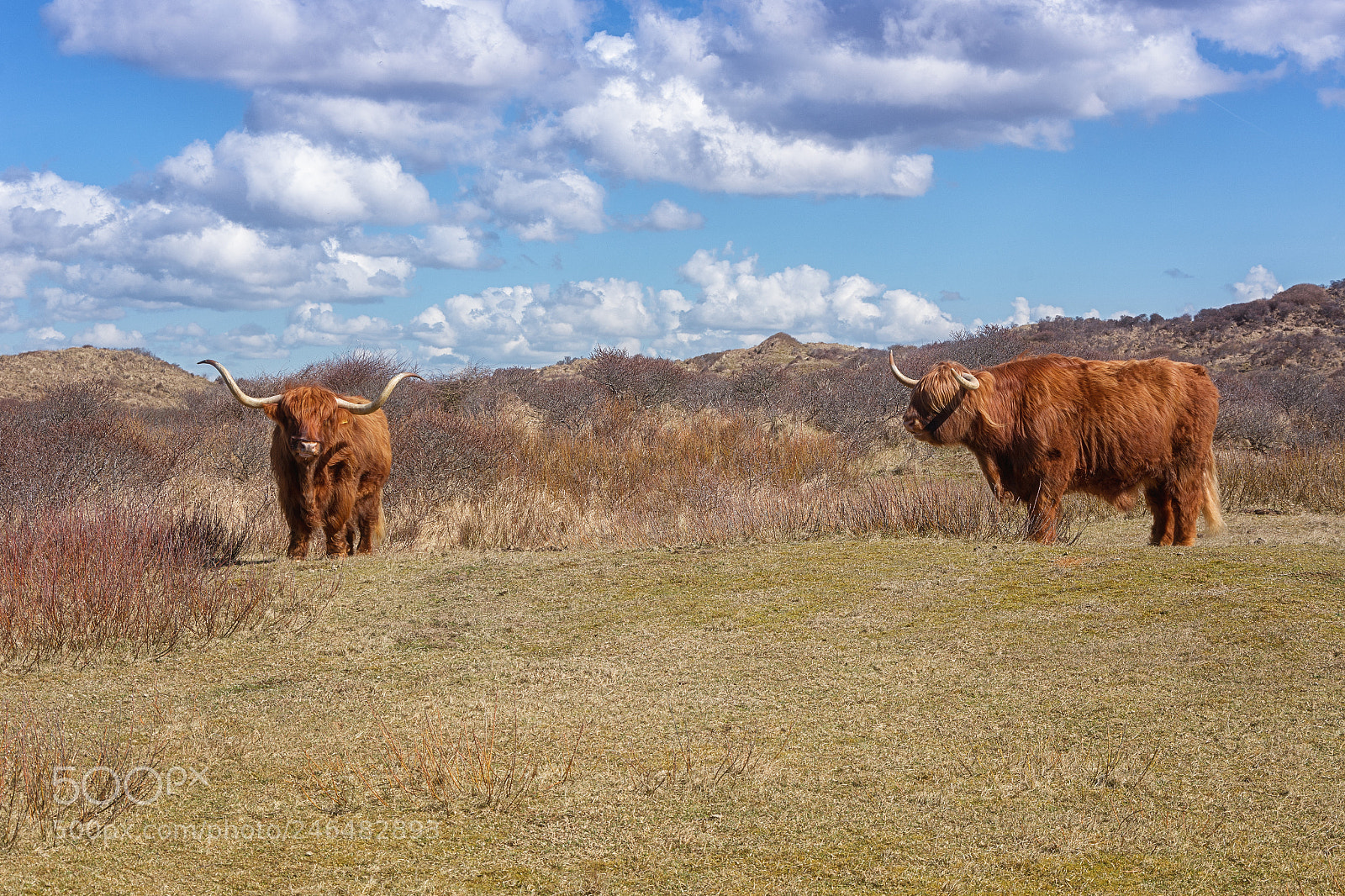 Nikon D7100 sample photo. Two scottish highlanders graze ... photography