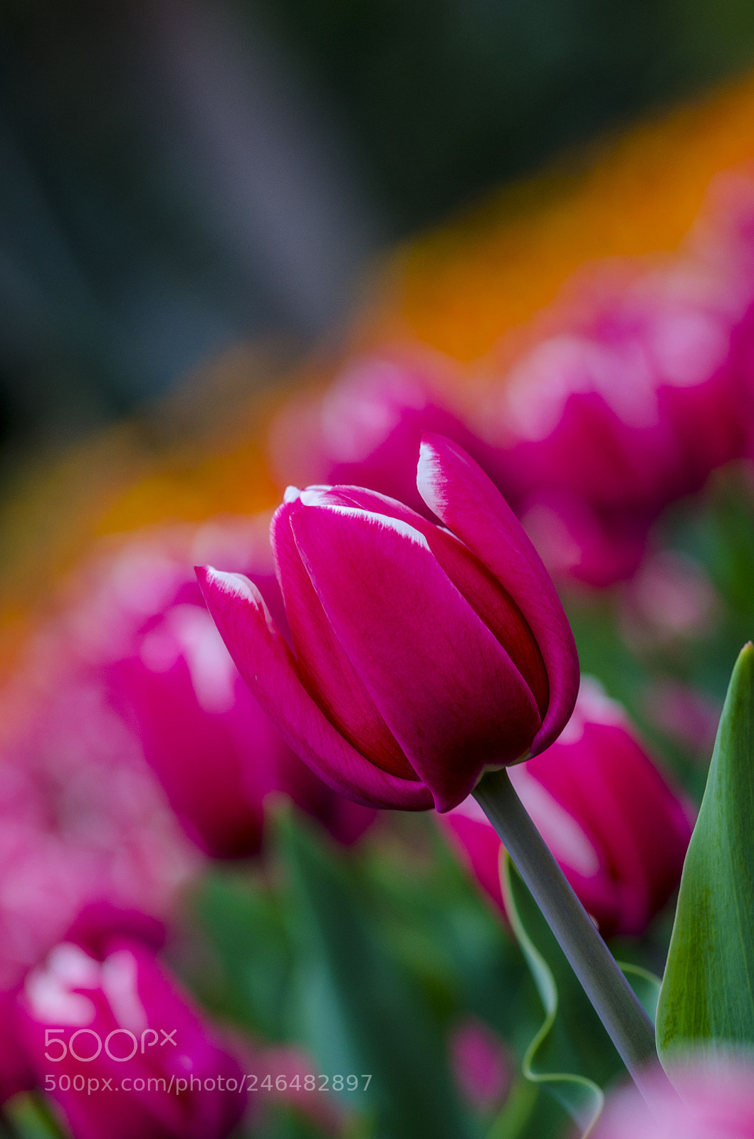 Nikon D5100 sample photo. Lale photography