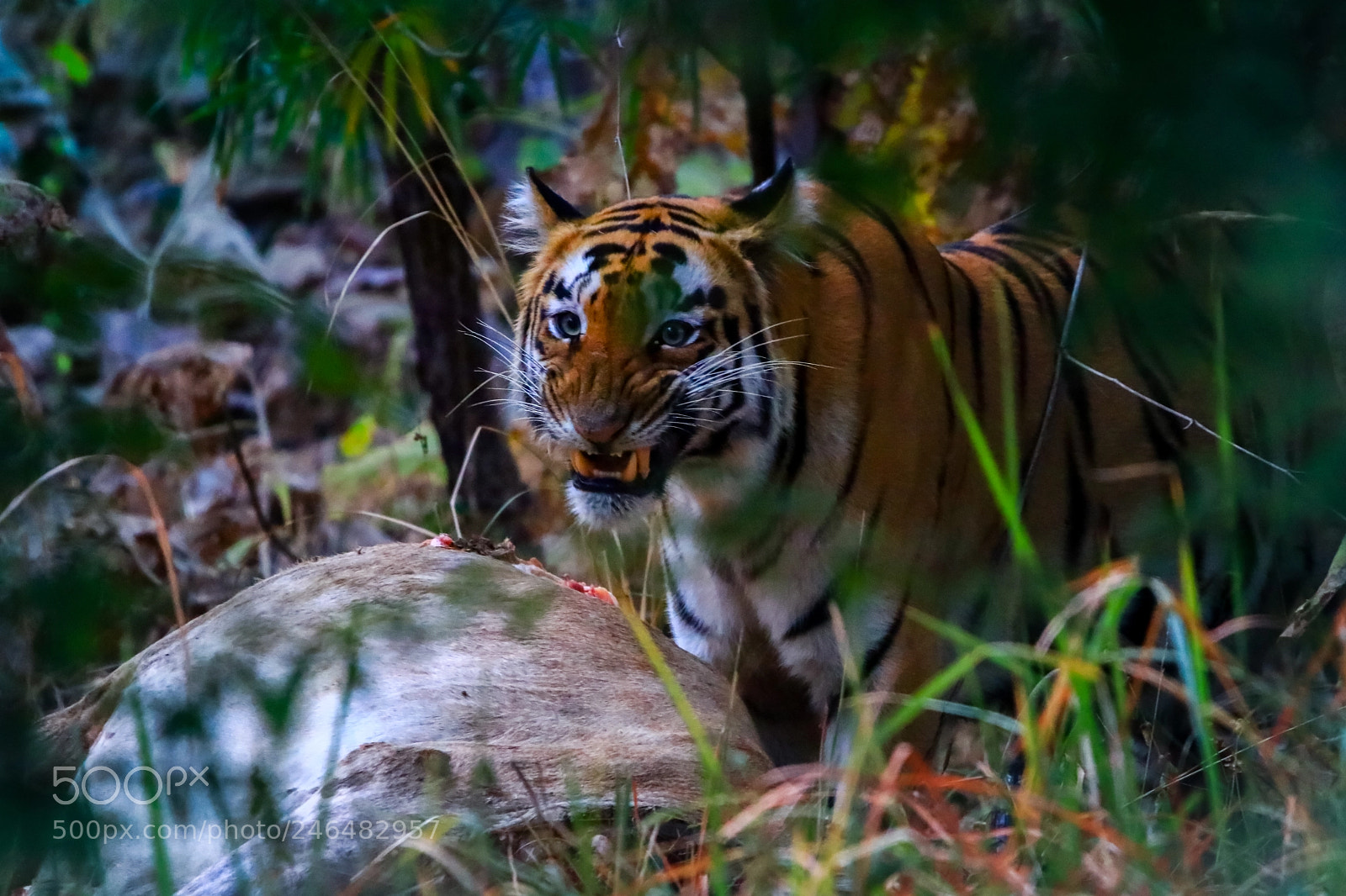 Canon EOS 80D sample photo. Bengal tigress photography