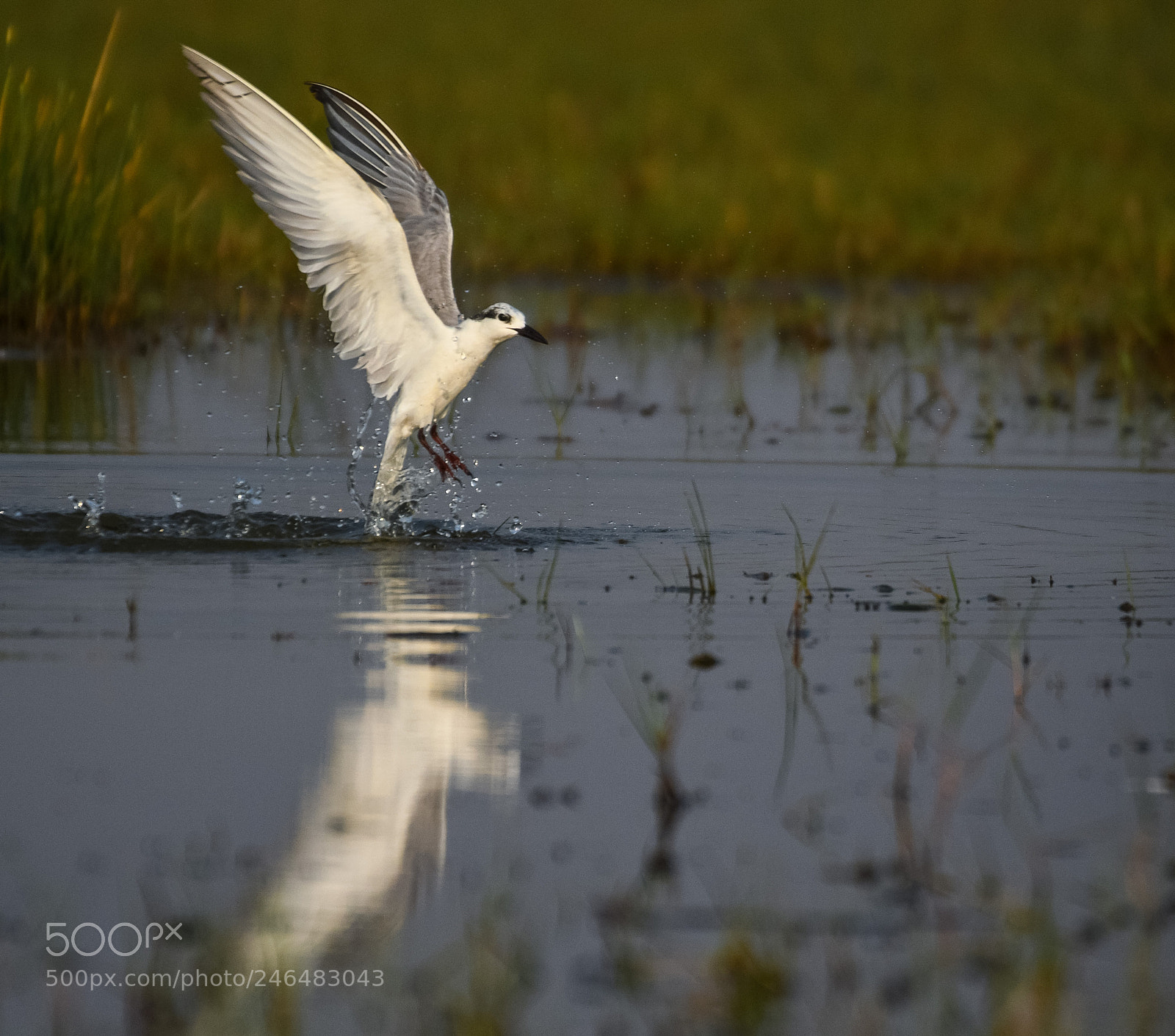 Nikon D500 sample photo. Whiskered tern photography