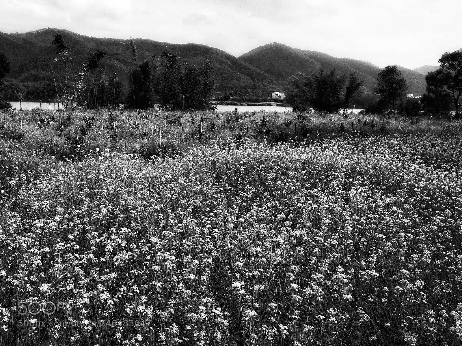 Panasonic Lumix DMC-GM1 sample photo. 花池 photography