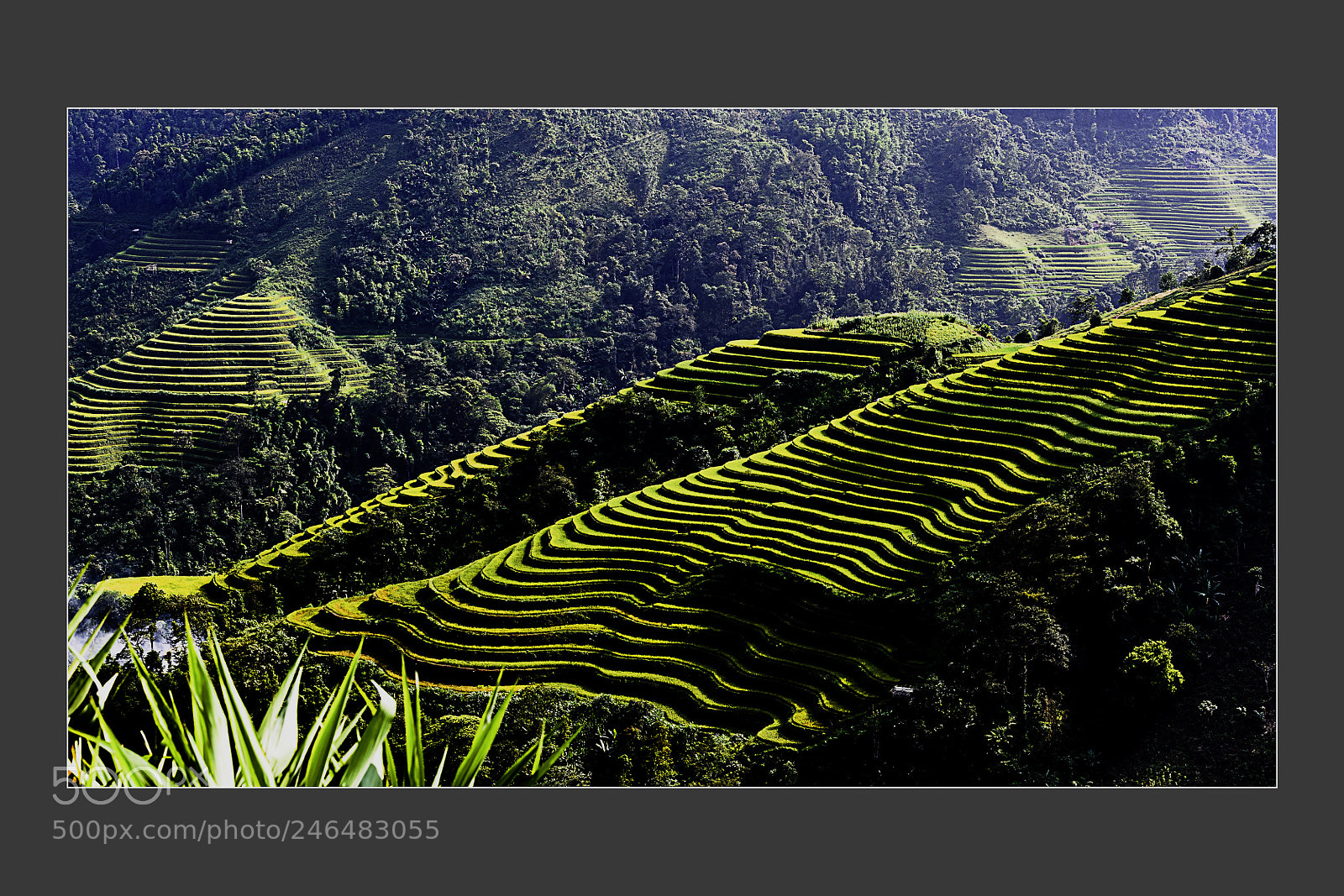 Nikon D5 sample photo. Terraced fields step with photography