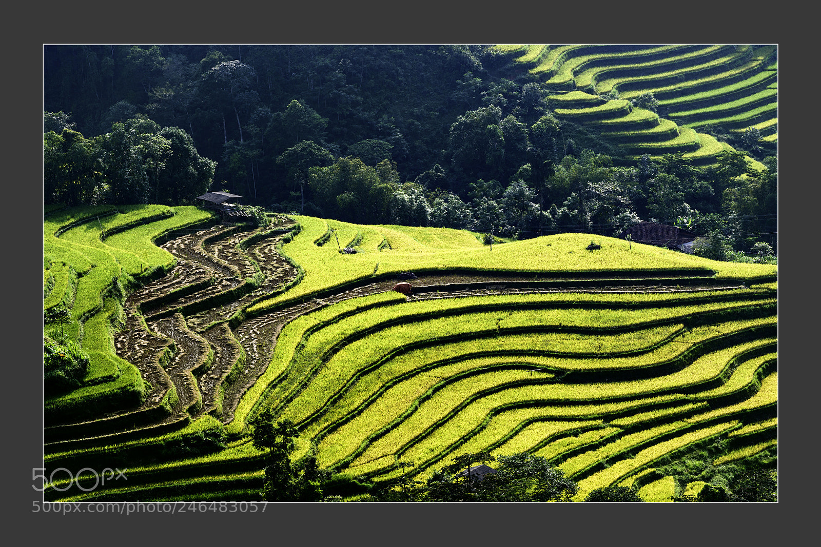 Nikon D5 sample photo. Rice wave at terraced photography