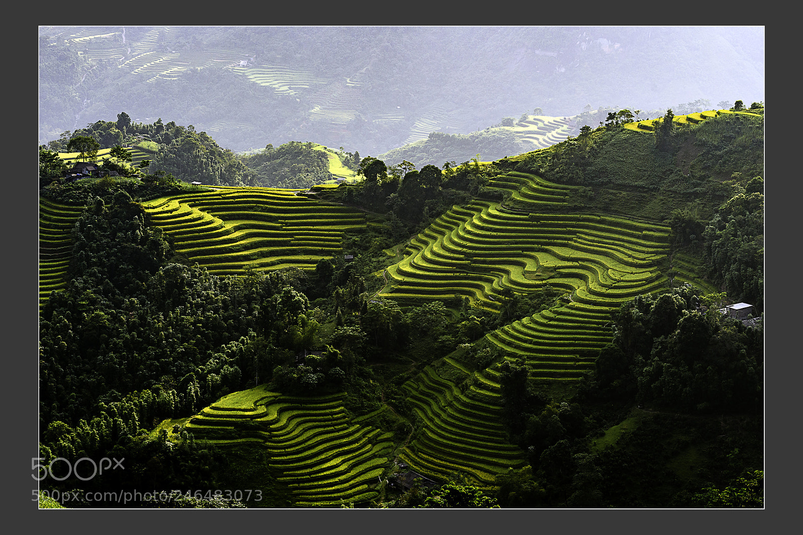 Nikon D5 sample photo. Gold valley between the photography