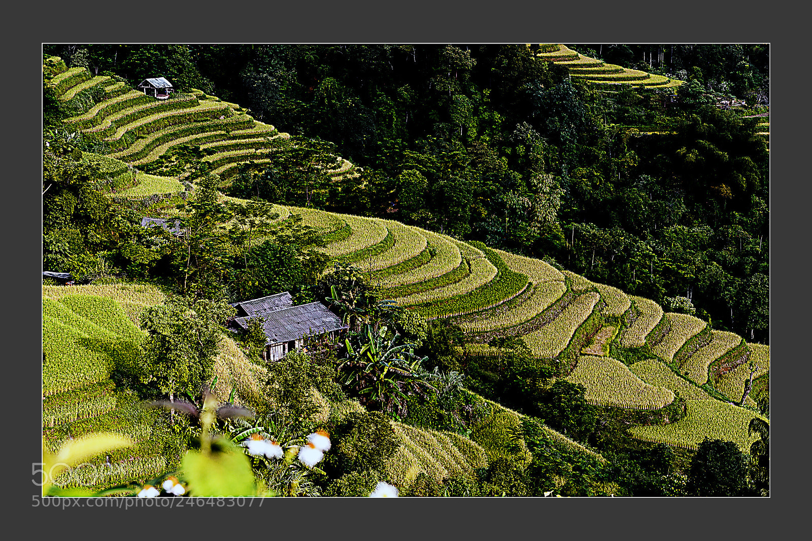 Nikon D5 sample photo. Sunrise at terraced field photography