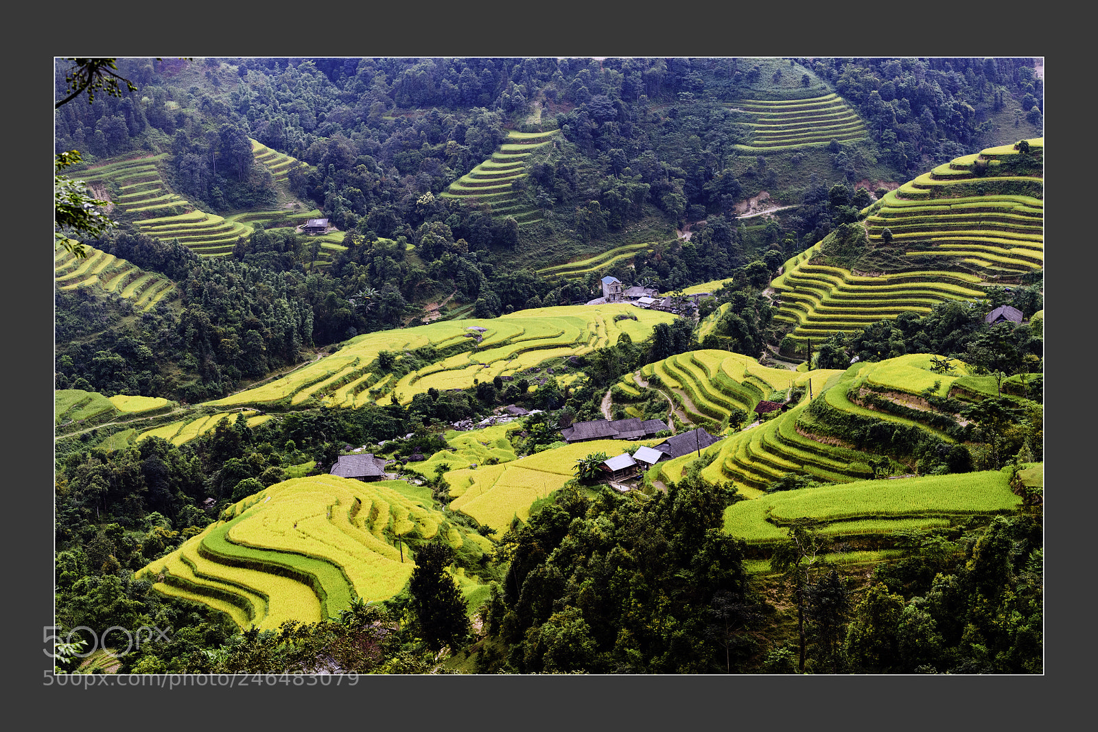 Nikon D5 sample photo. Gold valley at the photography