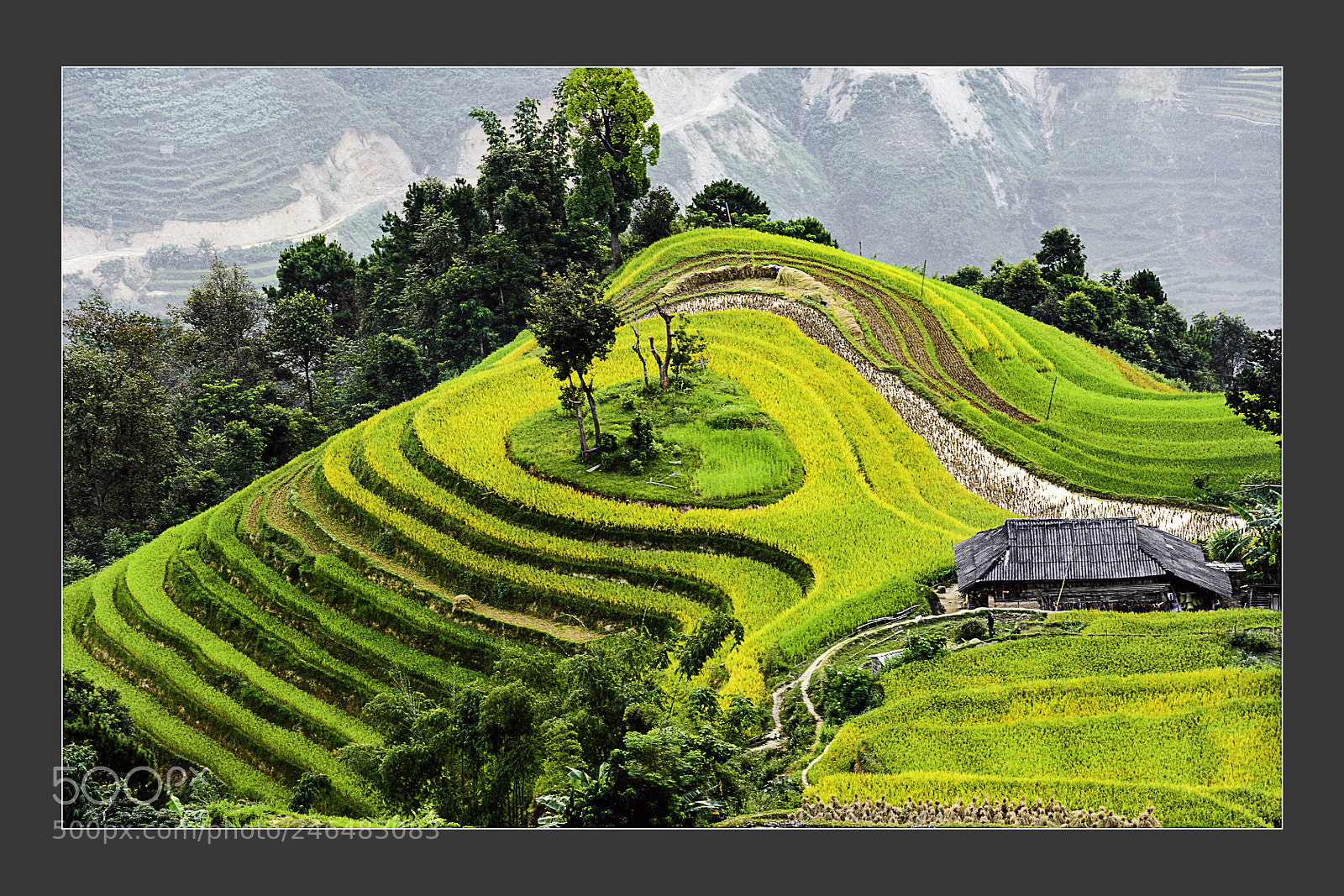 Nikon D5 sample photo. Heart of terraced field photography