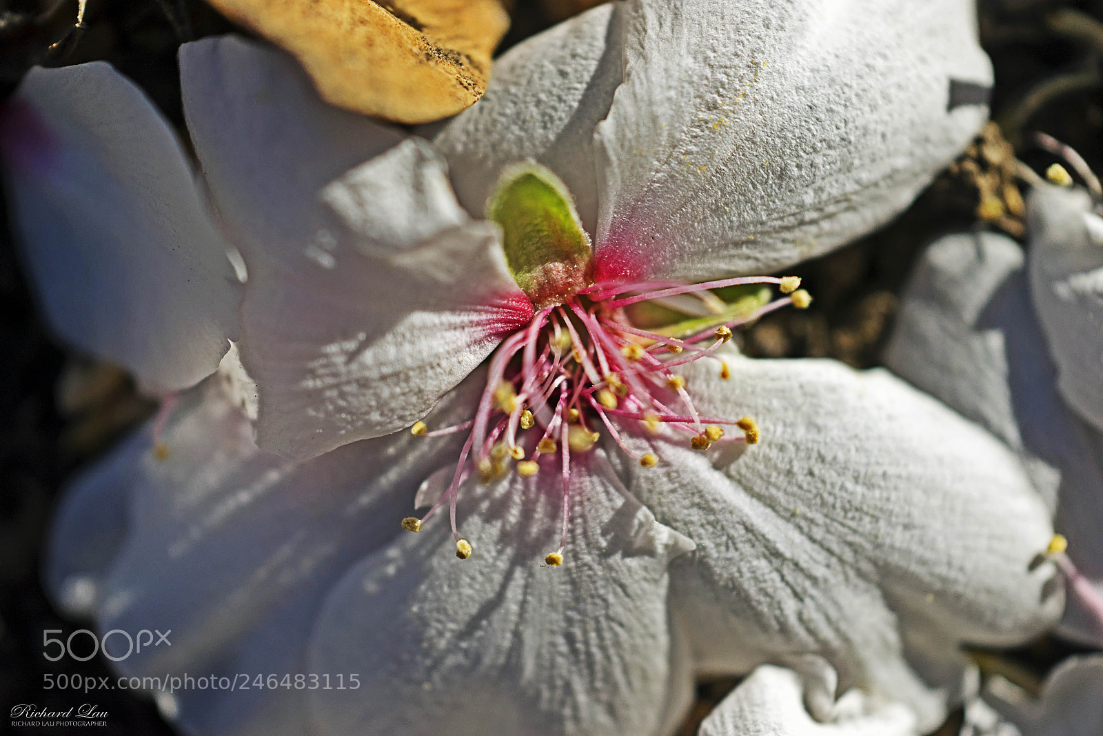 Sony a7 II sample photo. Fallen almond blossom photography