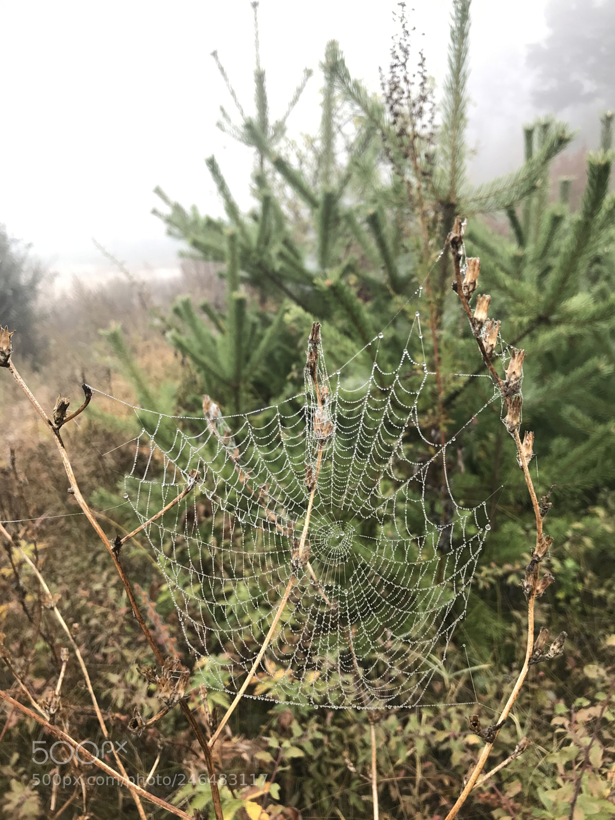 Apple iPhone 7 sample photo. Forest photography